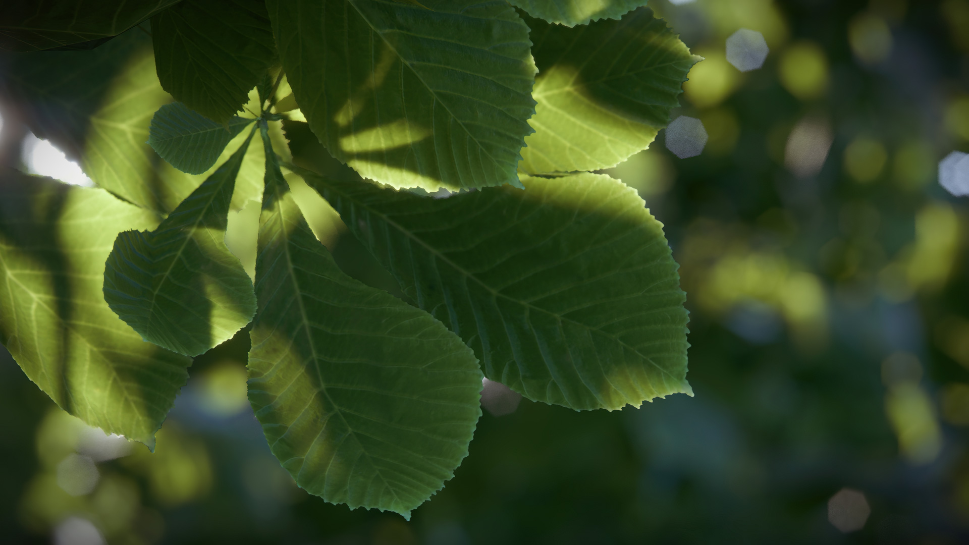 nature chestnut detail 2024